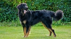 Hovawaart (foto): neuveriteľne očarujúci a šikovný pes